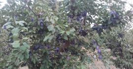 Я продаю сливы стэнли оптом