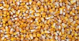 I will buy wet corn (30% humidity) from the