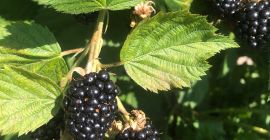 Frische Brombeeren aus unserer eigenen Kultur von besonderer Qualität