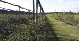 Hallo wir bauen Bio Aronia handgeerntet an. Der Preis