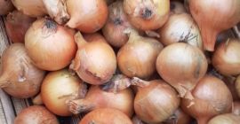 I will sell Sturon bulbs, beautifully dried, large caliber