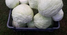 I will sell white cabbage in wholesale and retail