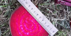 Нудим еколошки производ високе квалитете.