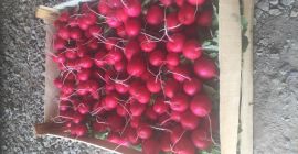 Hello, I am selling radishes in bunches