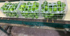 Értem az idei citromot, manuális betakarítást, gyűjtést Gdanskban vagy