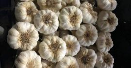 Продајем овогодишњу жетву белог лука, земљу порекла Египат, величина