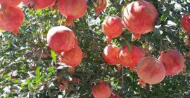 Granatapfel aus dem sonnigen Land Usbekistan .. !!!