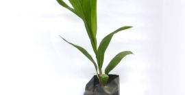 High Yielding Hybrid Tenera Oil Palm Seedlings