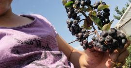 Aronia zu verkaufen