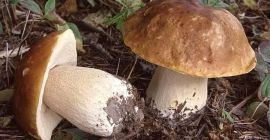 Unsere Firma bietet Ihnen frische und getrocknete Steinpilze in
