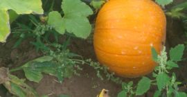 I will sell a pumpkin, a spitfire variety weighing