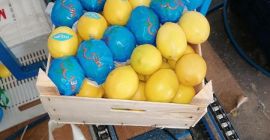 Citrom 1. osztály, kal. 1/2/3 ár 0,80 € /