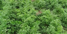 Fresh parsley straight from the field! Please feel free