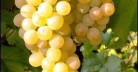 Ich verkaufe Tafeltrauben und Wein edle Sorten Sauvignon Blanc,