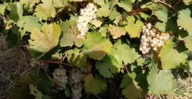 Der Weiningenieur Pîrvu Marian bietet Trauben zum Verkauf an: