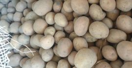 I will sell small potatoes / seed potatoes or