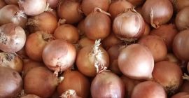 Die spanische Produktionsgruppe TJ Agricultura - bietet Gemüse einschließlich