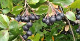 Ich verkaufe eine Apfelbeere und eine Himbeere mit einem