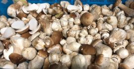 I will sell a ticket for forest mushrooms