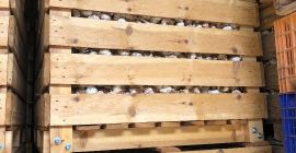 I sell garlic in large quantities and I offer