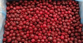 Gefrorene Kirsche ohne Gruben Abholung aus Bolimów (Woiwodschaft Łódź)