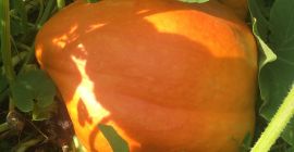 Zucca 100% biologica