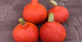 I will sell a pumpkin variety of hokkaido.