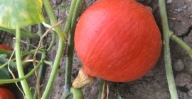 Edible Hokkaido and Pizmowa pumpkins for sale (PLN 4