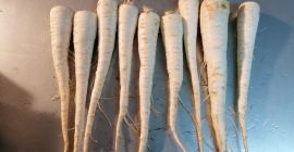 Першун ћу продати директно са поља, комерцијалног калибра, врло