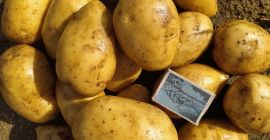 Edible Gala and Madeira potatoes, yellow. Potatoes unsorted or