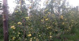 Продам золотых оленей прямо из сада. Цена 1,80 зл.