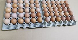 Здраво, на продају имам јаја од младих кокошака, тежинске