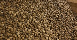 Продам картофель Винета (желтый). Отлично подходит для варки, запекания