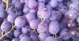 I am selling fine Muscat de Hambourg table grapes.