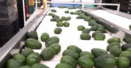 AVOCADO HASS BIO AND ECOLOGICAL PREMIUM QUALITY We are