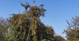 Äpfel für Saft aller Sorten und Größen.
