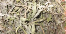 Salvia officinalis-Stiel, lose. Ernte-2020