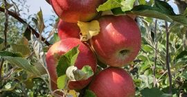 Wir verkaufen köstliche goldene Äpfel = 200T Starkimson =