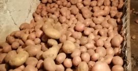 I offer free transport in quantities of more than