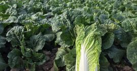 Продам пекинскую капусту 0,8кг-1,5кг, цена и вес оговариваются в