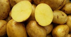 Patate gialle, rosse, commestibili, gustose della propria coltivazione, buone