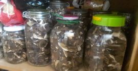 Ich habe Pilze zum Verkauf getrocknet: Steinpilze aus der