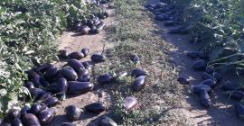 I sell high quality Aragonese eggplants in large and