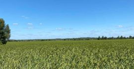 Yellow Millet 2020 crop. Min purity 98% and max