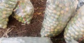 Die süße Orange ist eine Zitrusfrucht mit einem glänzenden