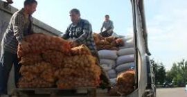 ein Haufen Waren - essbare Kartoffeln bevorzugte Sorten -