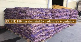 Недељно ћу куповати 100 тона јестивог кромпира; Моја очекивања: