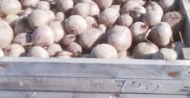 ПРОДАЈЕМ сорту црвене цвекле Пабло 506281986.