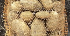Продајем јестиви кромпир ИГНАЦИ. Светли земљани кромпир узгајан на