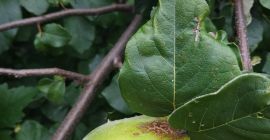 Fruct de gutui organic, foarte mare, de bună calitate.